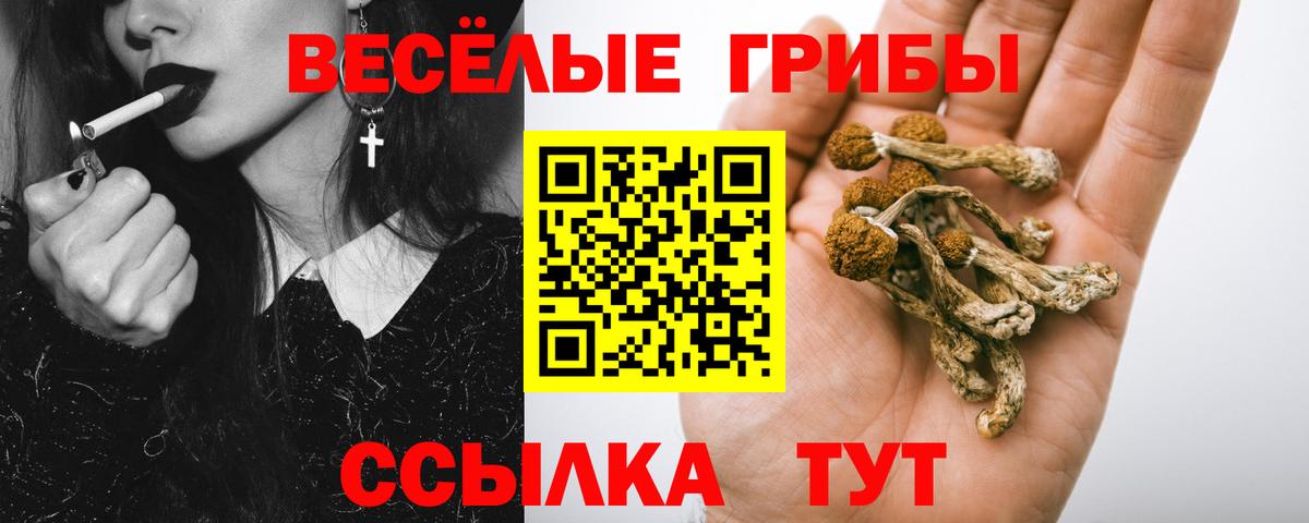 Псилоцибиновые грибы Cubensis  Вход с VPN  Гусиноозёрск 
